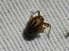 Phylloscelis atra
