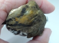 Seiurus aurocapilla