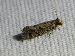 Amydria margoriella
