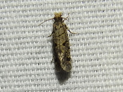 Amydria margoriella