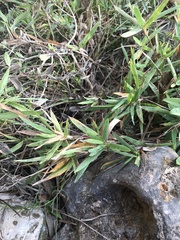 Dichanthelium scribnerianum