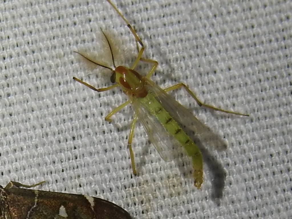 Axarus festivus from Lewisville, TX, USA on September 18, 2020 at 09:17 ...