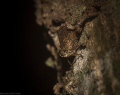 Cotylana angustifrons