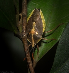 Erga longitudinalis