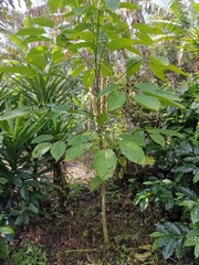 Image of Tabebuia donnell-smithii