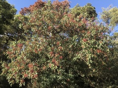 Pistacia terebinthus