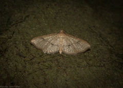 Addaea subtessellata