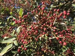 Pistacia terebinthus