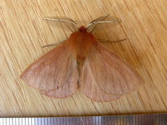 Pterolocera leucocera