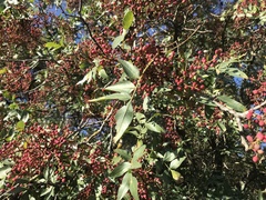 Pistacia terebinthus