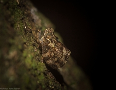 Cotylana angustifrons