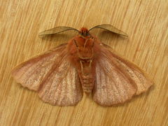 Pterolocera leucocera