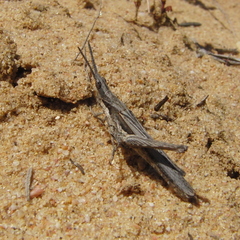 Pyrgomorpha conica