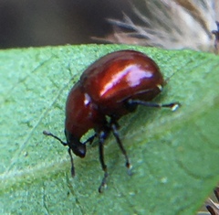 Synolabus nigripes