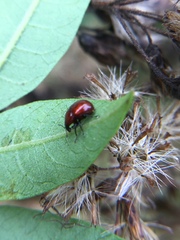 Synolabus nigripes
