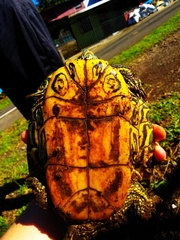 Trachemys venusta