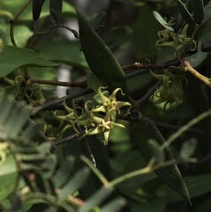 Pentatropis nivalis