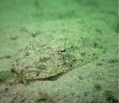 Platycephalus indicus