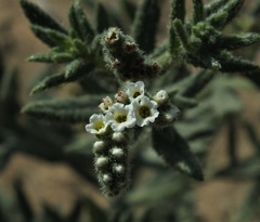 Heliotropium kotschyi