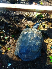 Trachemys venusta