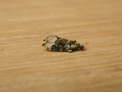 Aeolostoma scutiferana