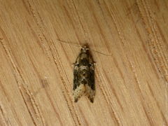 Aeolostoma scutiferana