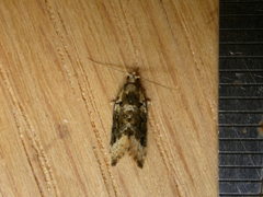 Aeolostoma scutiferana