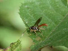 Cratichneumon annulatipes