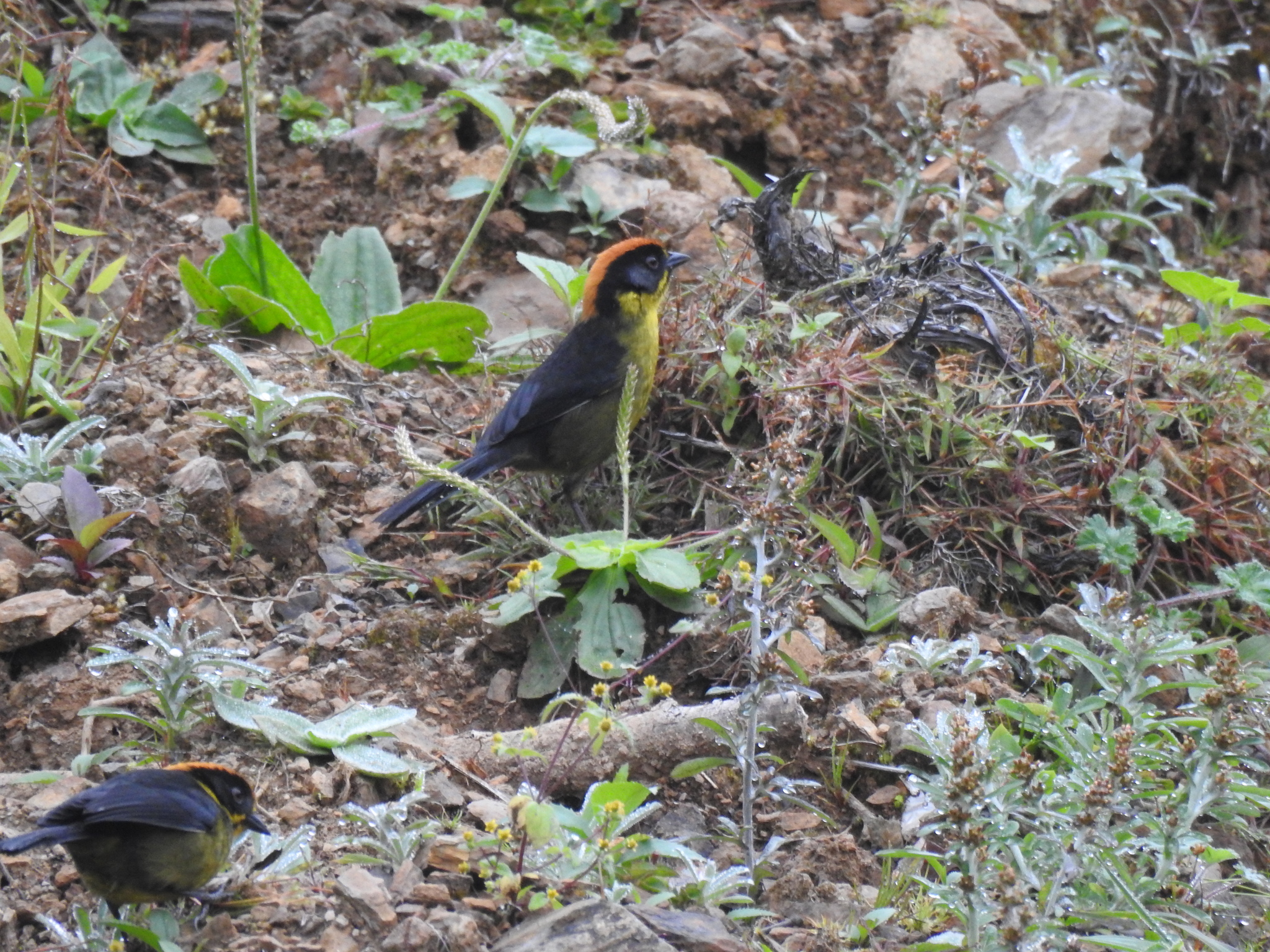 Bolivian Brushfinch (Atlapetes rufinucha), photo 6