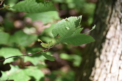 Cratichneumon annulatipes