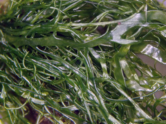 Ulva flexuosa