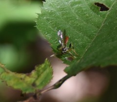 Cratichneumon annulatipes