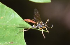 Cratichneumon annulatipes