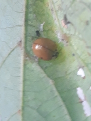 Harmonia axyridis