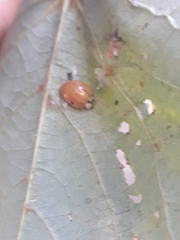 Harmonia axyridis