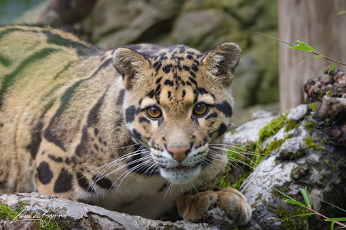 Mainland Clouded Leopard