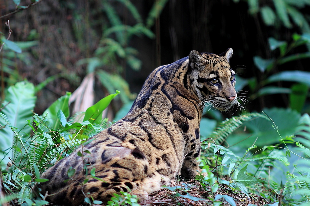 Clouded Leopard
