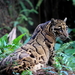 Mainland Clouded Leopard - Photo (c) HO JJ, some rights reserved (CC BY-NC-SA)