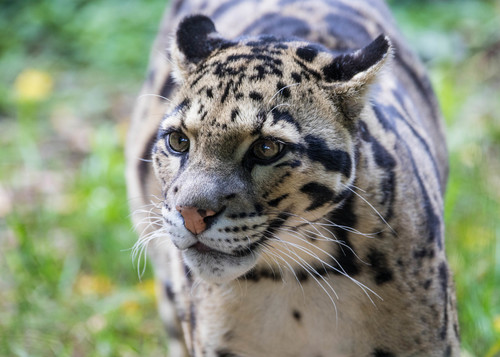 Mainland Clouded Leopard