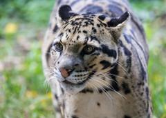 Clouded Leopard photo 2