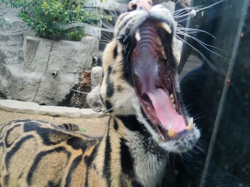 Mainland Clouded Leopard