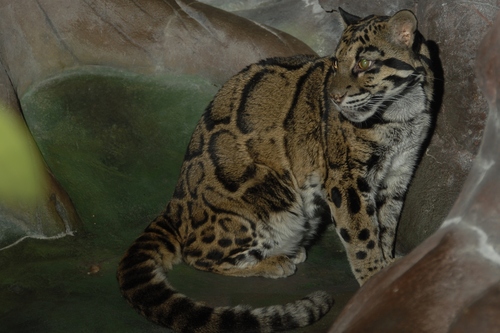 Mainland Clouded Leopard