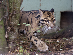 Clouded Leopard photo 4