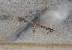 Amblyptilia punctidactyla