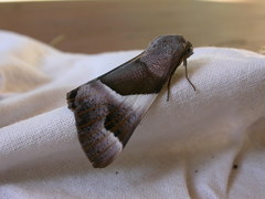 Niceteria macrocosma
