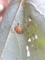 Harmonia axyridis