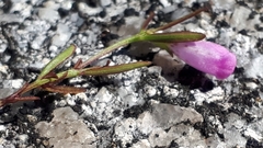 Agalinis neoscotica