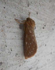 Pharmacis aemilianus