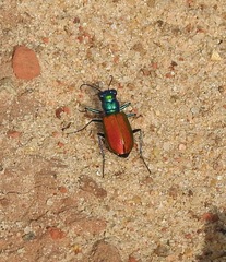 Cicindela scutellaris scutellaris