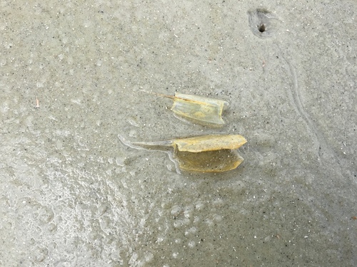 Penaeidae